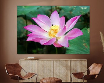 Pink Lotus in the Mekong Delta, Vietnam by Sven Wildschut