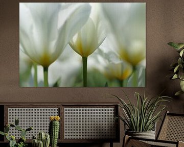 Weiße Tulpen von Carla Mesken-Dijkhoff