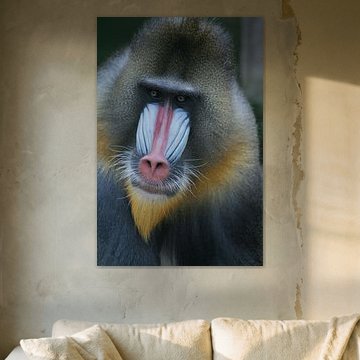 Mannelijke mandrill