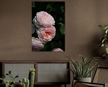 Roos Rose