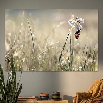 Orange tip in the morning