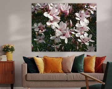 Magnolia's bloeien in het voorjaar - bloeiende tulpenboom -(magnolia's)