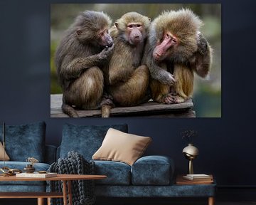 Trois singes de suite.