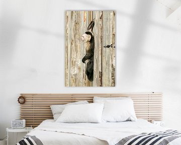 Kapucijnaapje in houten bording. van Michar Peppenster