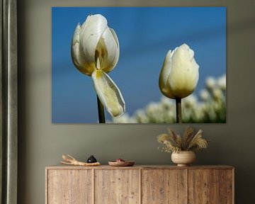 Tulp geeft inkijkje