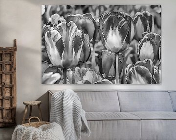 Les tulipes en noir et blanc