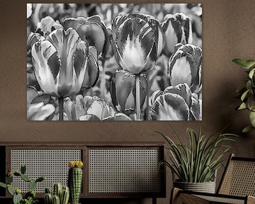 Tulpen in zwart-wit