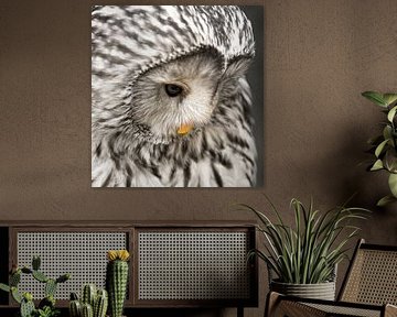 Closeup of a primal owl looking down. by Michar Peppenster