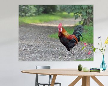 Rooster on adventure on a forest trail sur Ronald Smits