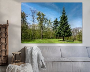 Landschaft mit Bäumen im Harz von Rico Ködder