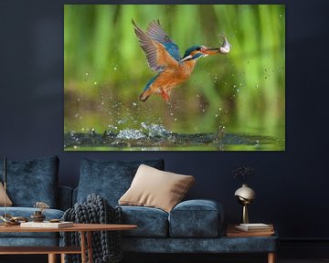 Kingfisher in action by Kingfisher.photo - Corné van Oosterhout