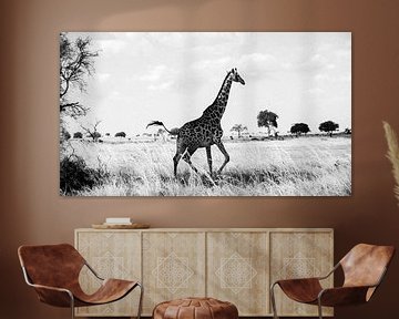 giraffe in Mikumi National park, Tanzania