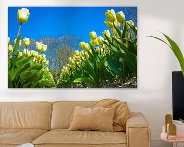 Bulb field with yellow tulips by Rietje Bulthuis