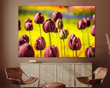 Paarse tulpen van Stedom Fotografie