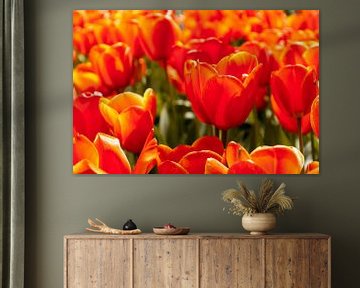 Oranje tulpen von Stedom Fotografie
