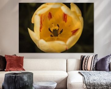 Een tulp close-up van Stedom Fotografie