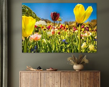 Kleurrijke tulpen von Stedom Fotografie