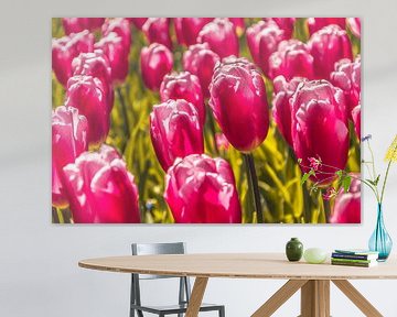 Paarse tulpen van Stedom Fotografie