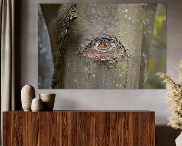 Tree with eye in the bark. Weird nature. by Ronald H