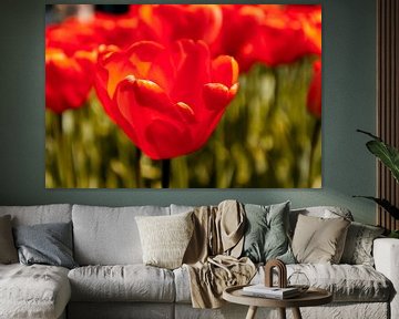 Stralende rode tulpen van Stedom Fotografie