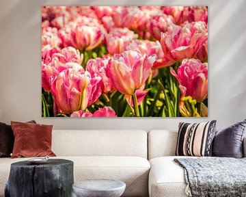 Een veld vol roze tulpen