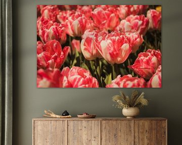 Een veld met roze tulpen van Stedom Fotografie