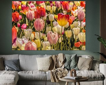 Kleurrijk veld met tulpen