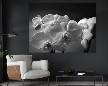 Orchideen  in zwartwit van Nathan Okkerse