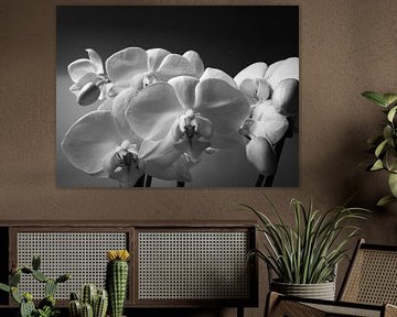 Orchideen  in zwartwit van Nathan Okkerse