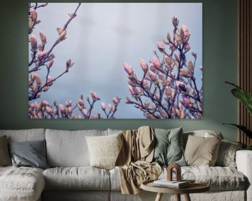 Magnoliabloemen in knop van Arja Schrijver Fotografie