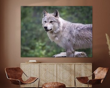 Wolf in Yoho NP, Kanada von Christa Thieme-Krus