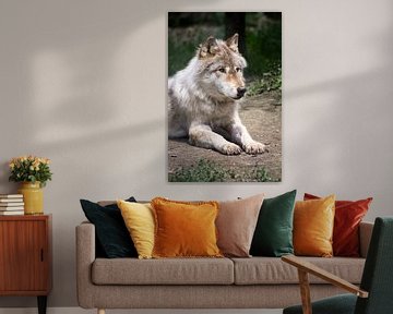 Liggende wolf in Yoho NP, Canada van Christa Thieme-Krus