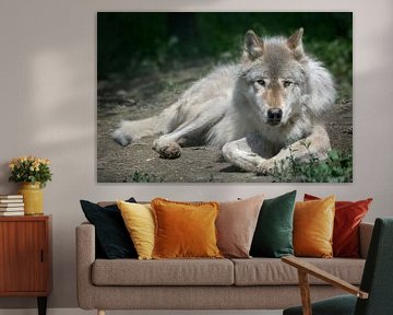 Staring Wolf, Yoho NP Canada by Christa Thieme-Krus