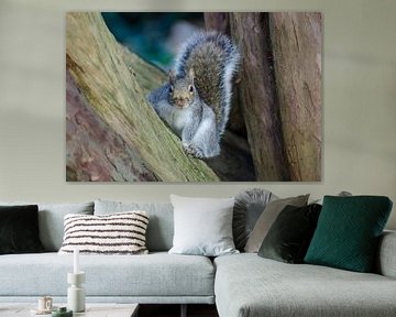 A grey squirrel posing for the camera by Anna Moon