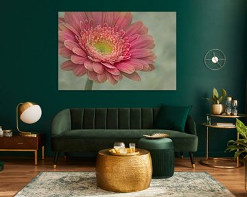 Gerbera sur eric van der eijk