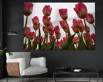 Roze tulpen tijdens de tulpenroute Noordoostpolder van Ad Jekel