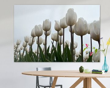 Witte tulpen tegen lichte lucht van Ad Jekel