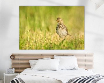 Meadow pipit von Karla Leeftink