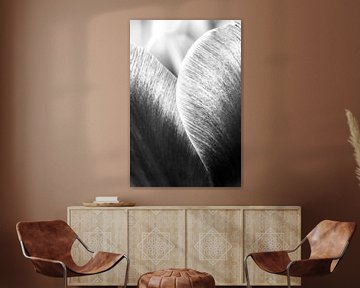 Tulp in zwart-wit van Jessica van den Heuvel