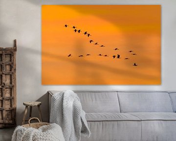 Kraanvogels in oranje lucht