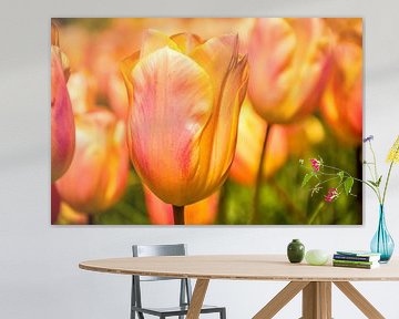 Fleurige tulpen van Stedom Fotografie