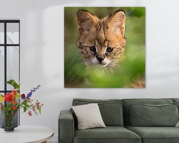 Serval kitten van gea strucks