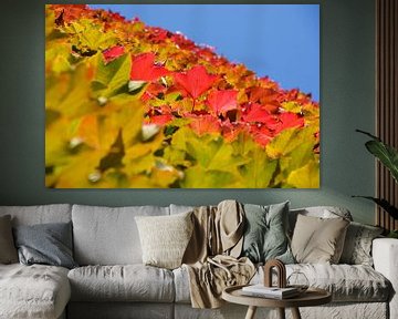Kleurige herfstbladeren by Patricia Dhont