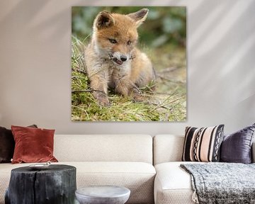 Red fox cub by Menno Schaefer