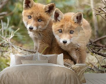 Red fox cubs by Menno Schaefer