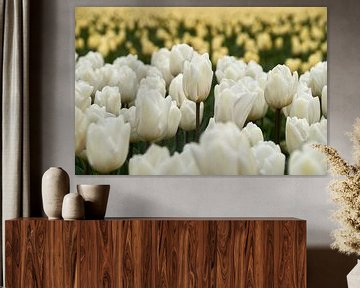 Witte tulp in tulpenveld van Ad Jekel