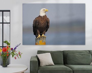 Amerikaanse zeearend op paal by Wilfred Marissen