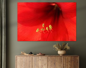 Amaryllis hippeastrum von Michel Vedder Photography