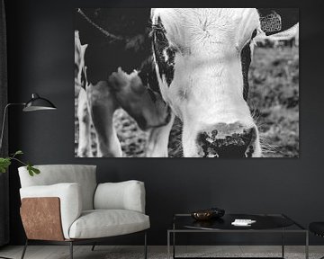 Jonge koe in een weiland van Fotografiecor .nl