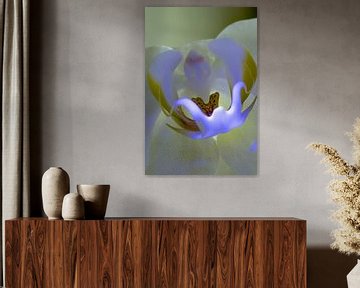 orchid in blue#2 by Henry van Schijndel